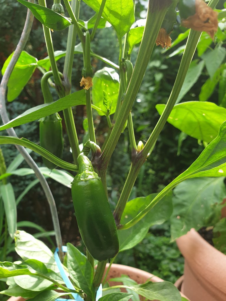 20190806_161922.jpg