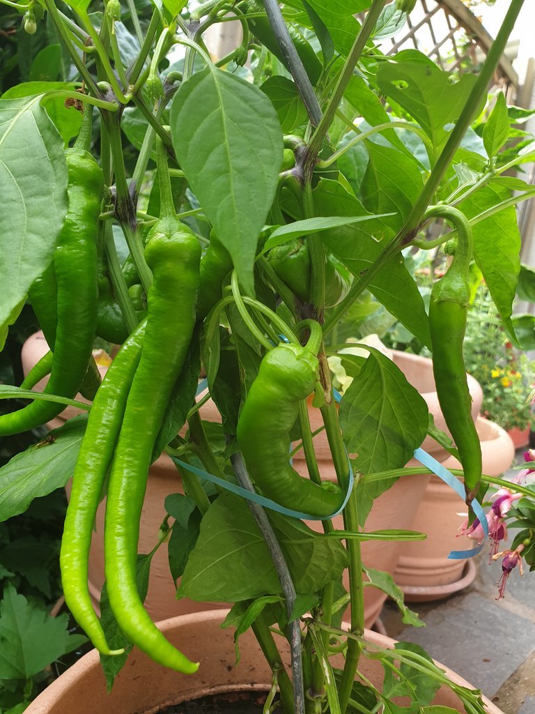 20190806_161933.jpg