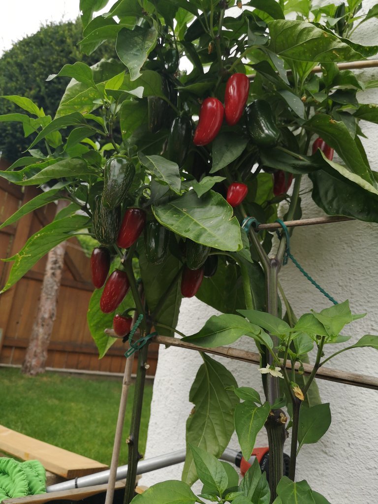 IMG_20190806_164847.jpg