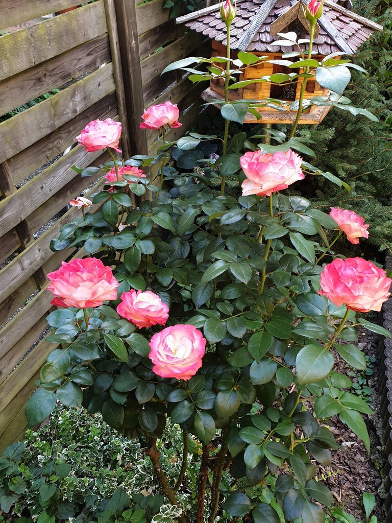 20190905_161844.jpg