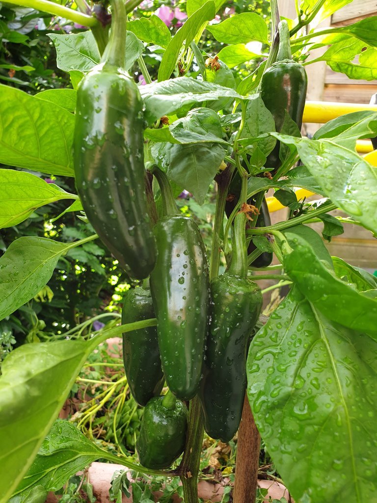 20190905_164441.jpg