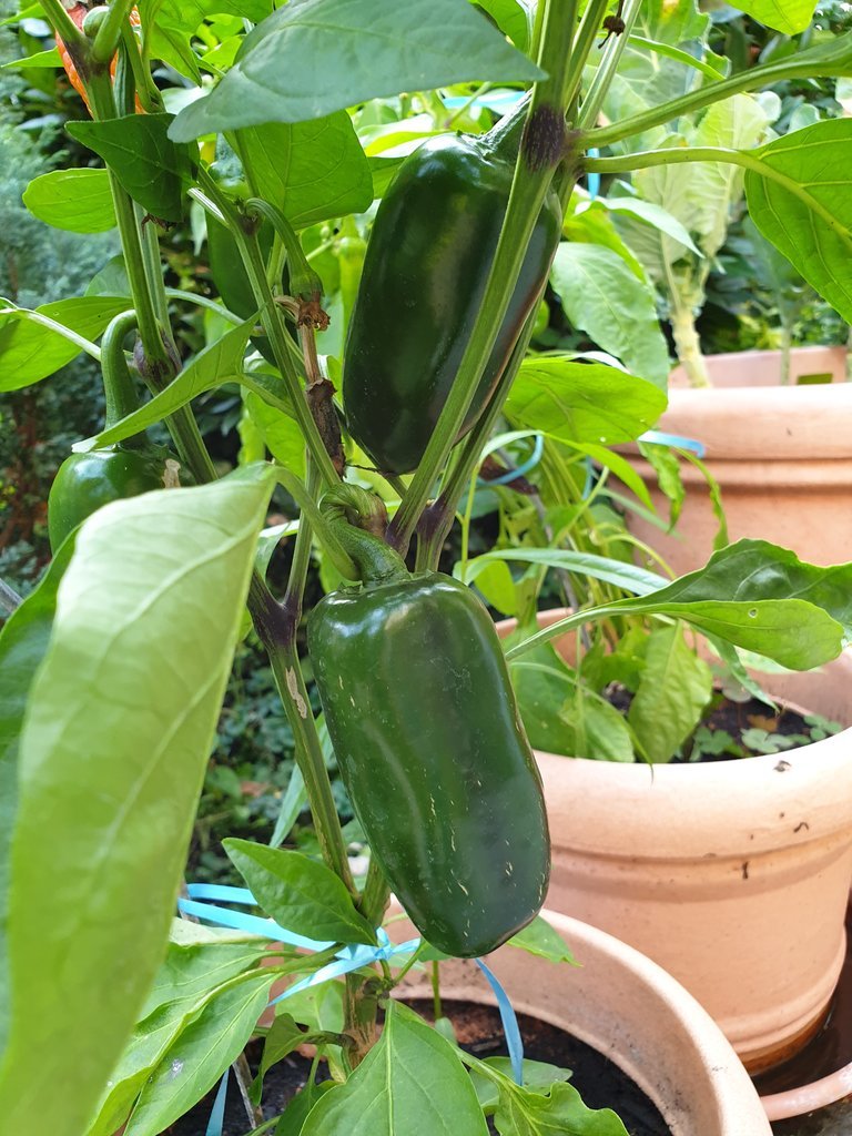 20190910_171955.jpg