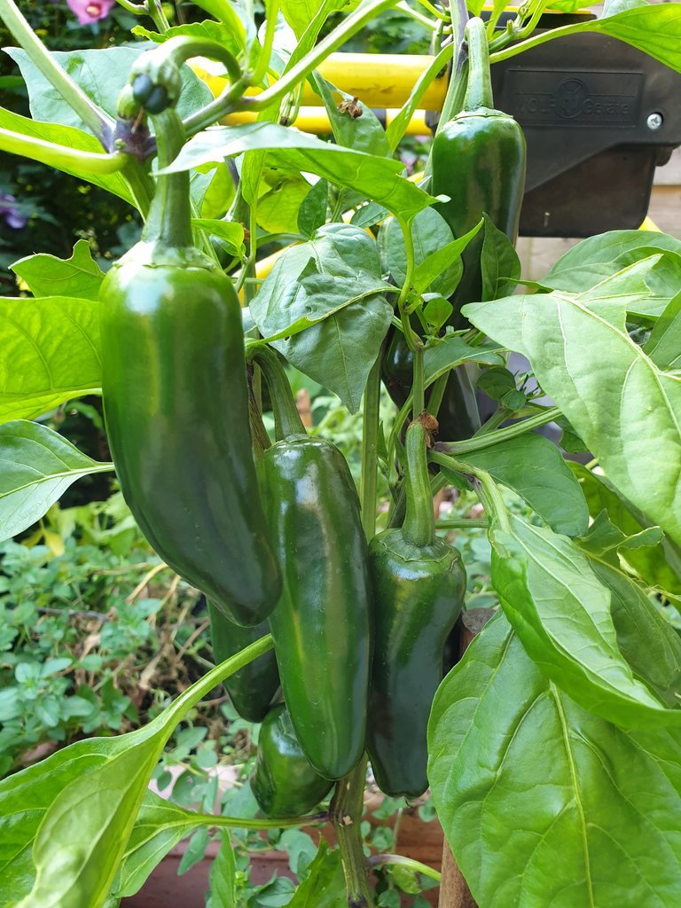 20190910_172002.jpg