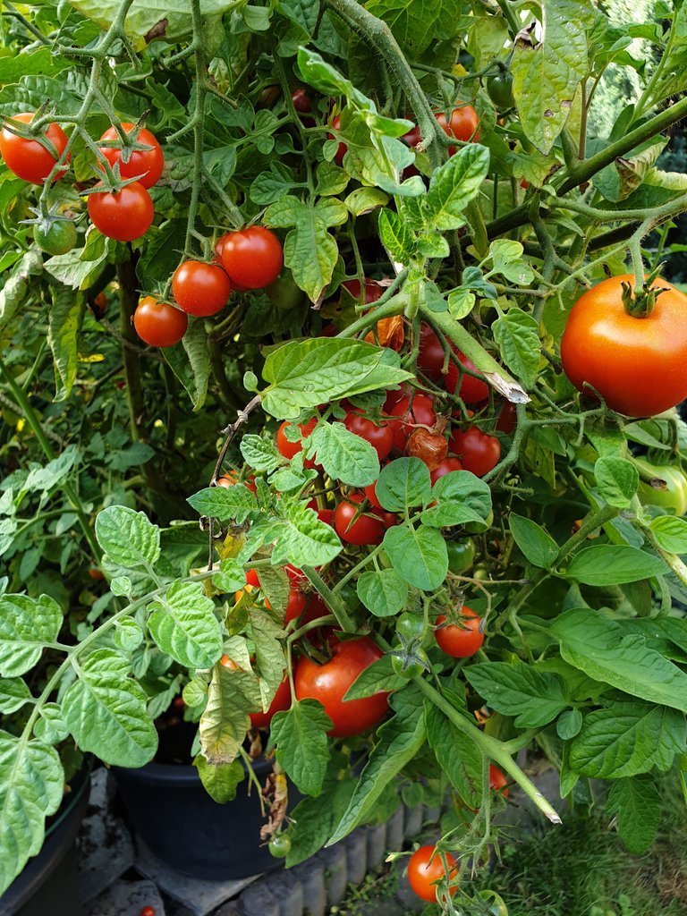 20190910_172012.jpg