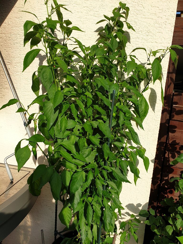 20190910_172031.jpg