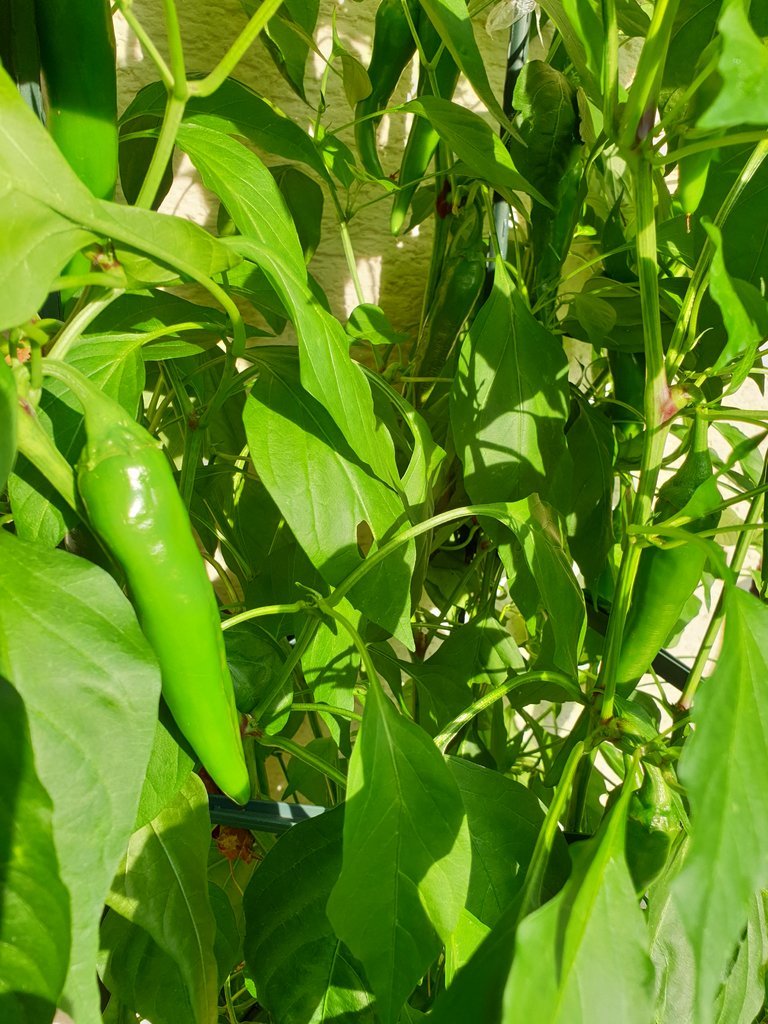 20190910_172045.jpg