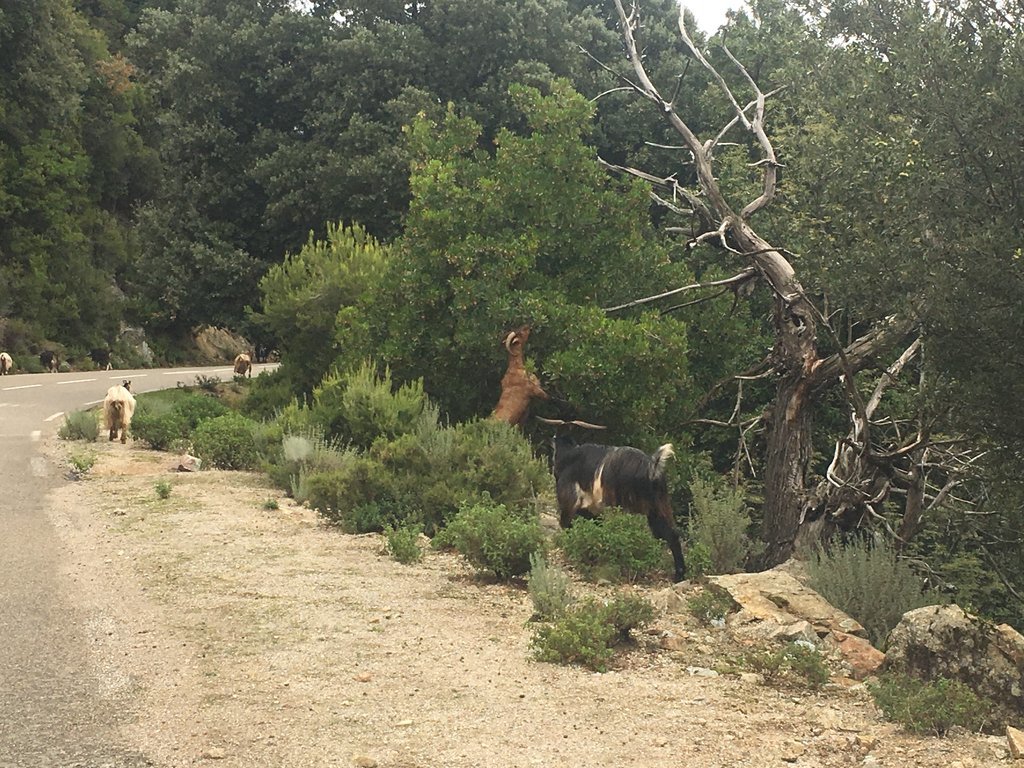 Corsica 2018 (1283).JPG
