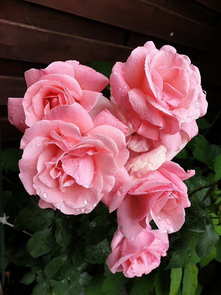 20200605_094513.jpg