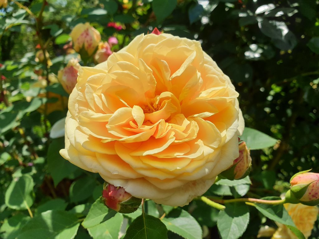 20200621_131605.jpg