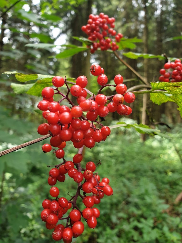 20200705_125516.jpg