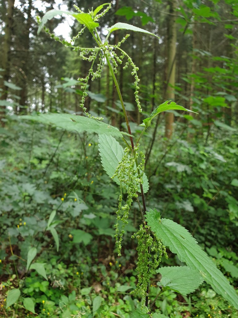 20200705_125536.jpg