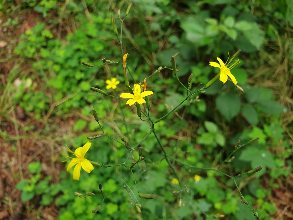20200705_125747.jpg