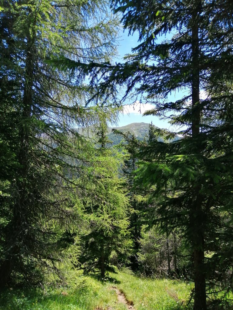 IMG_20200720_121749.jpg