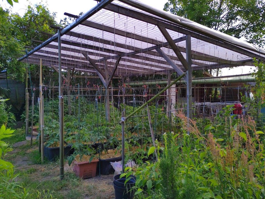 IMG_20220530_Tomatenhaus 02.jpg