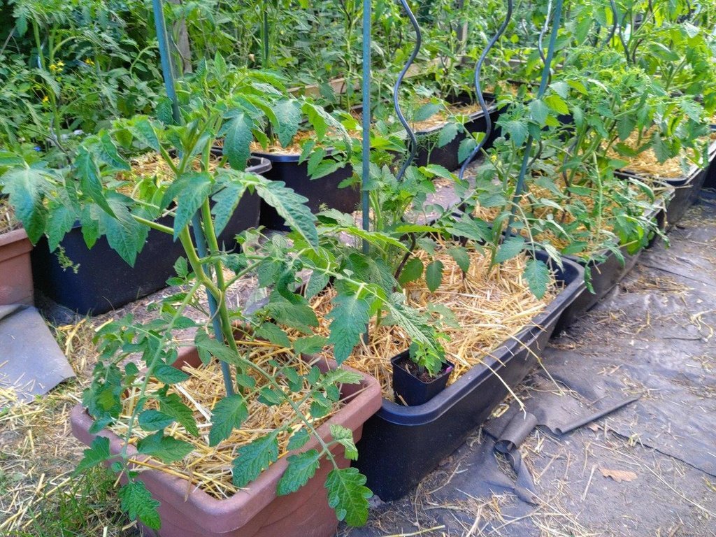 IMG_20220530_Tomatenhaus Detail 03.jpg
