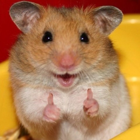 pic_hamster_pin.jpg