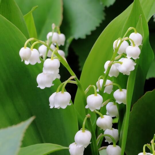lily-of-the-valley-2312572_1920.jpg