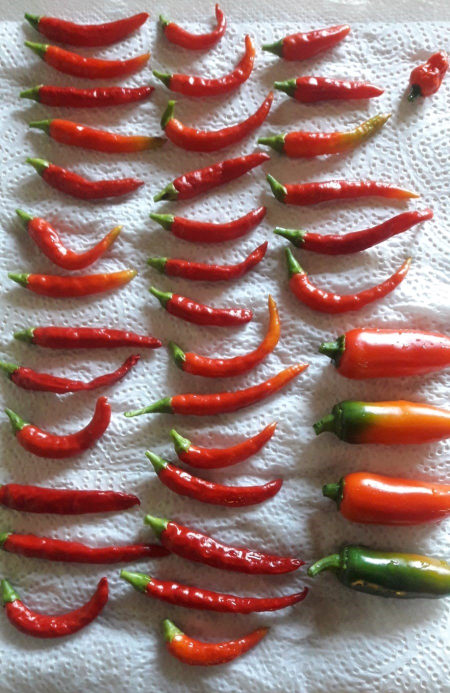 chillies_2024.jpg