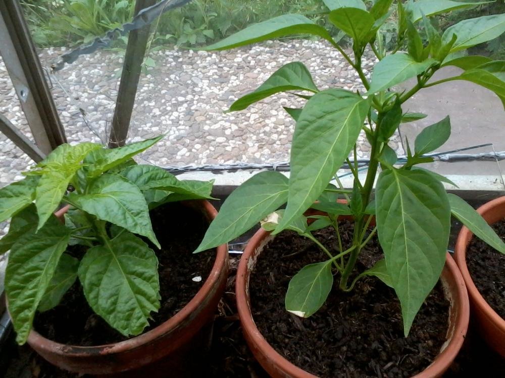 2013-05-11 15.50.01.jpg