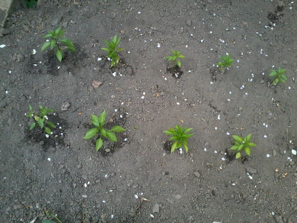 2013-05-11 15.51.46.jpg