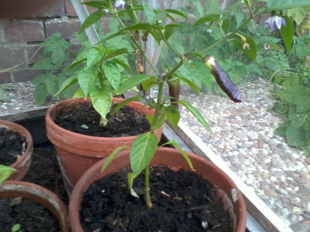 2013-06-12 20.42.26.jpg