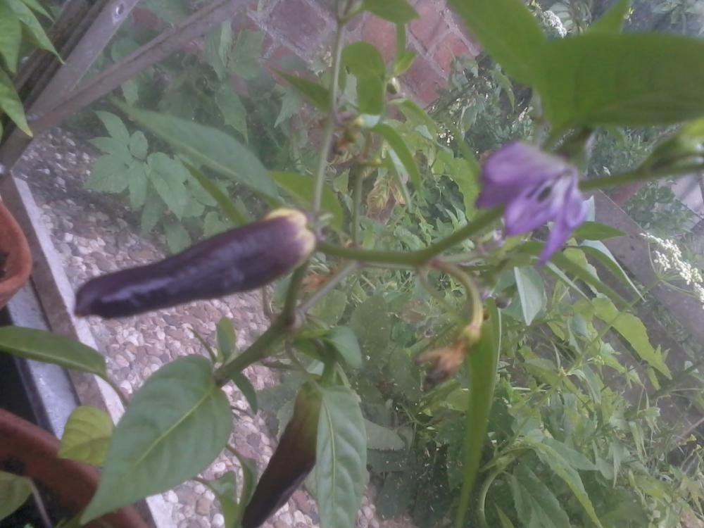 2013-06-13 06.51.19.jpg