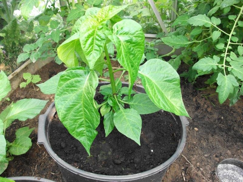 K800_Chili update 001.JPG