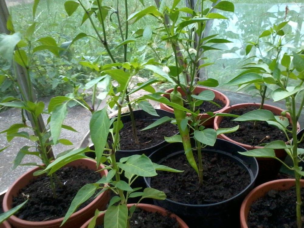 2013-06-27 20.09.42.jpg
