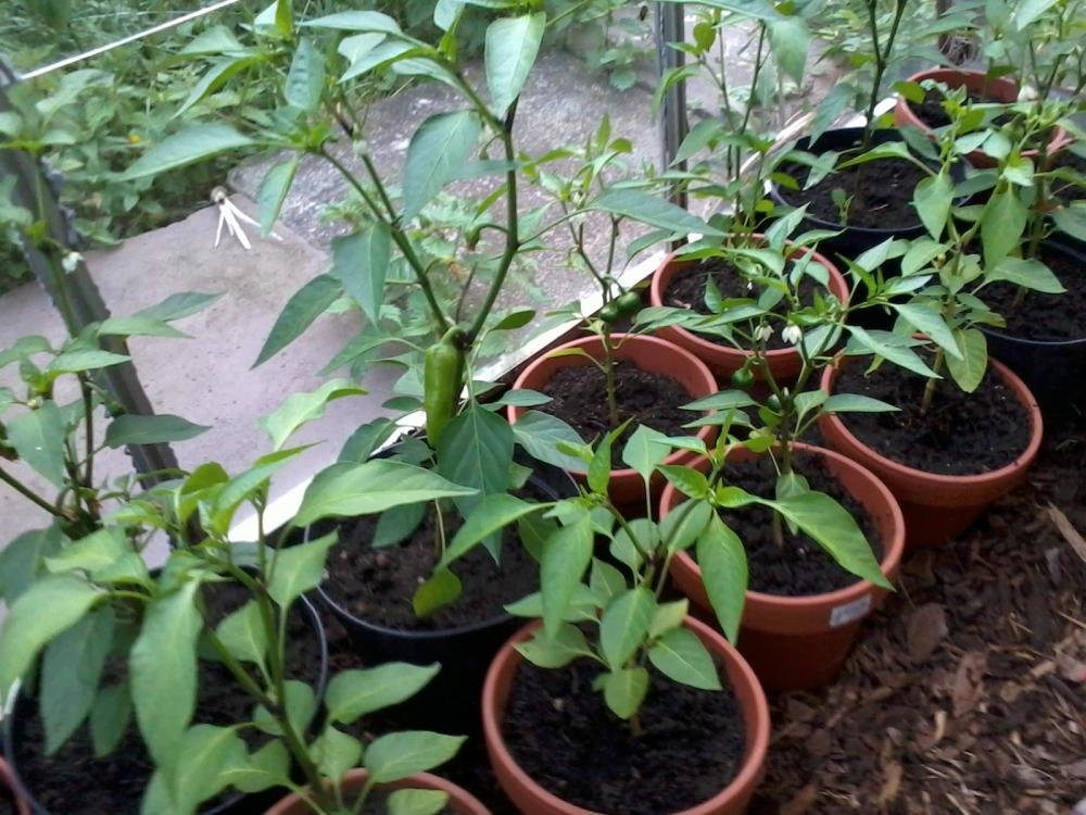 2013-06-27 20.09.51.jpg