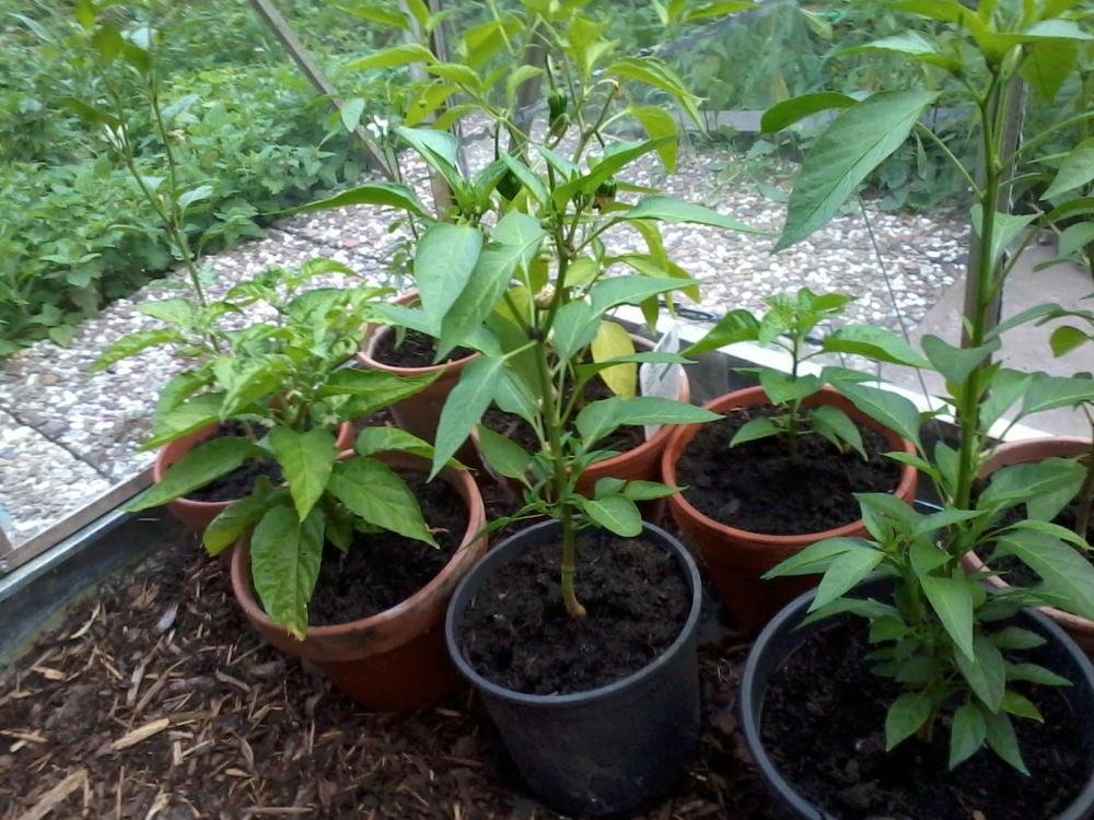 2013-06-27 20.09.58.jpg