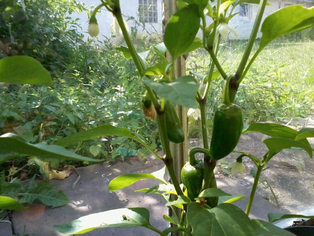 2013-07-15 16.42.27.jpg