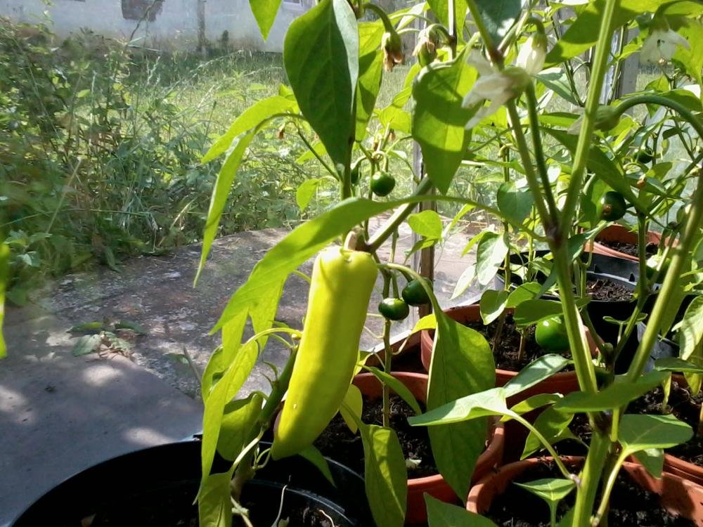 2013-07-15 16.42.31.jpg