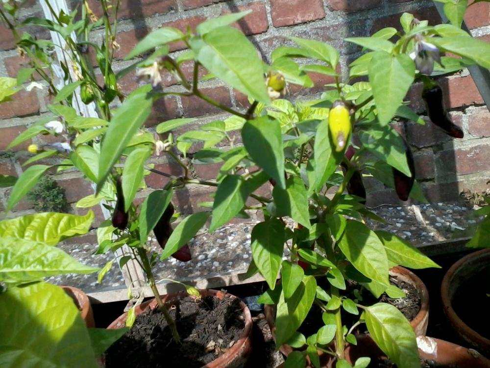 2013-07-15 16.43.05.jpg