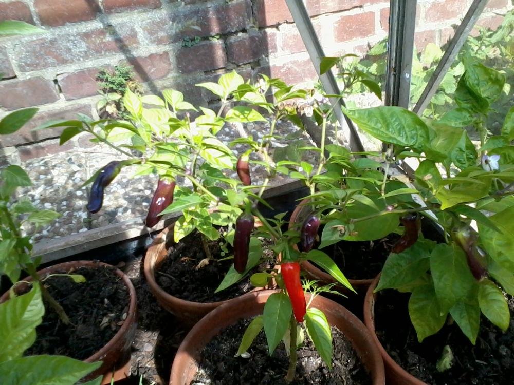 2013-07-15 16.43.18.jpg