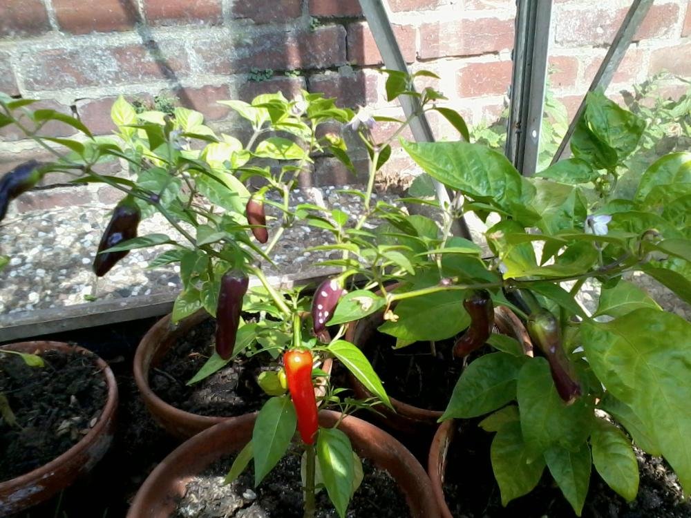 2013-07-15 16.43.23.jpg