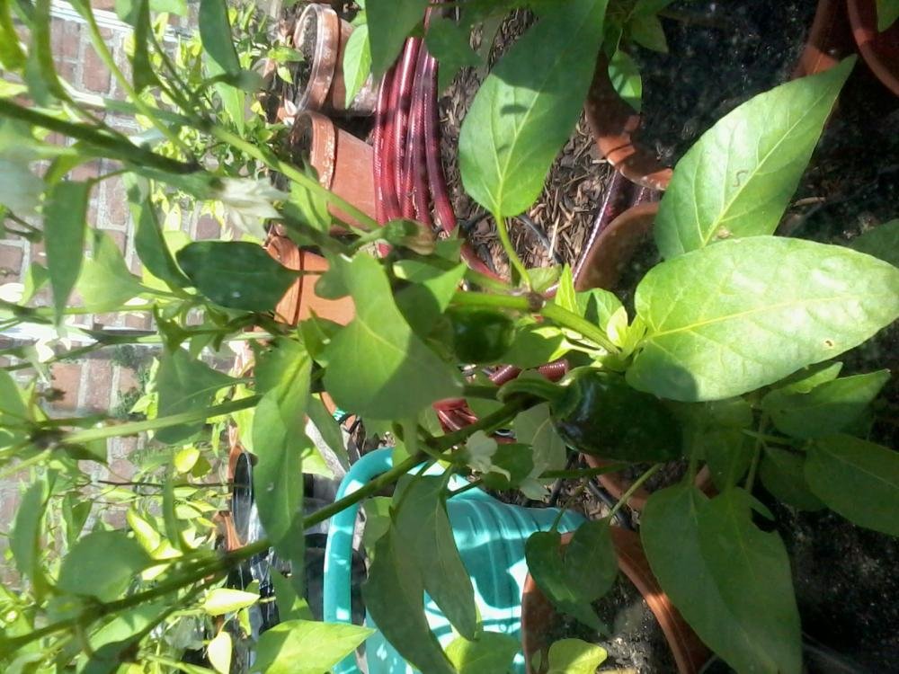 2013-07-15 16.44.40.jpg