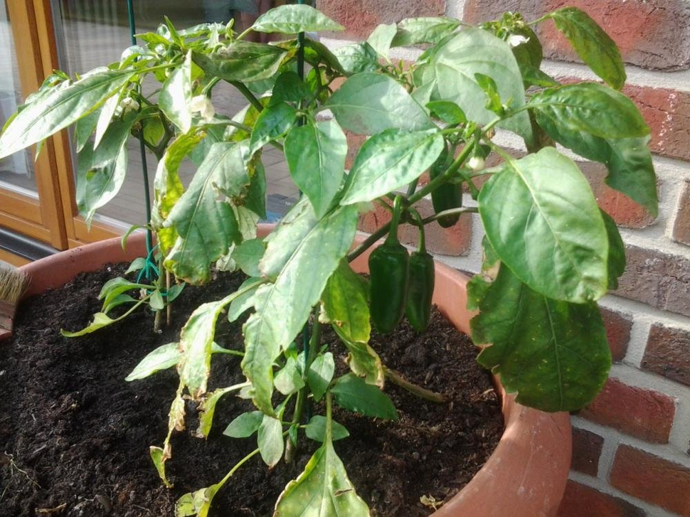 20130717_183016.jpg
