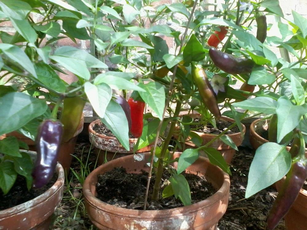 2013-08-04 15.40.20.jpg