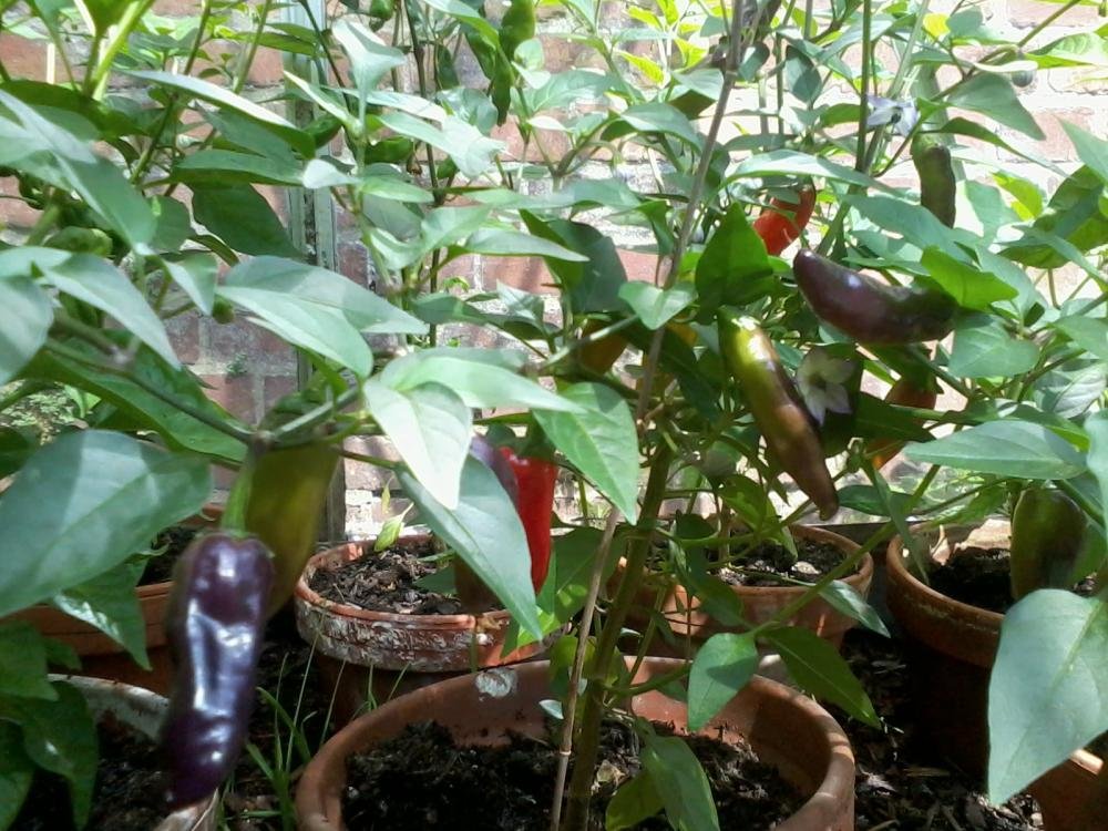2013-08-04 15.40.50.jpg