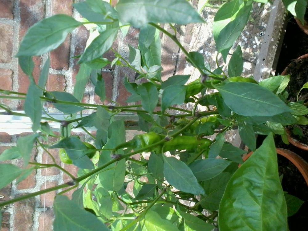 2013-08-04 15.41.17.jpg