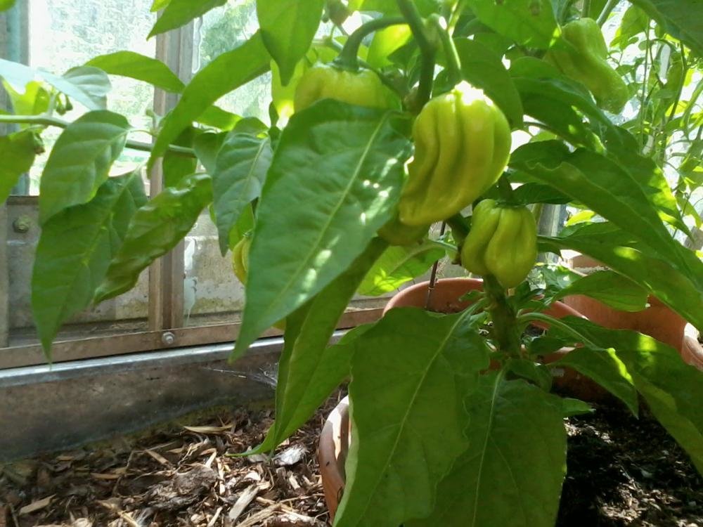2013-08-04 15.42.06.jpg