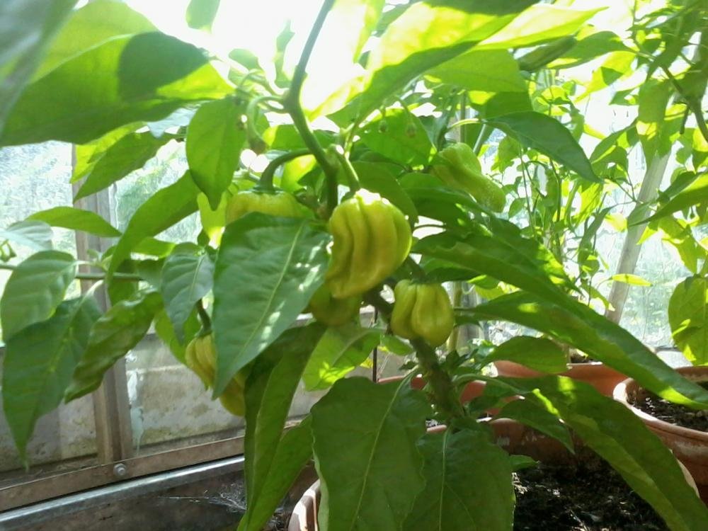 2013-08-04 15.42.19.jpg