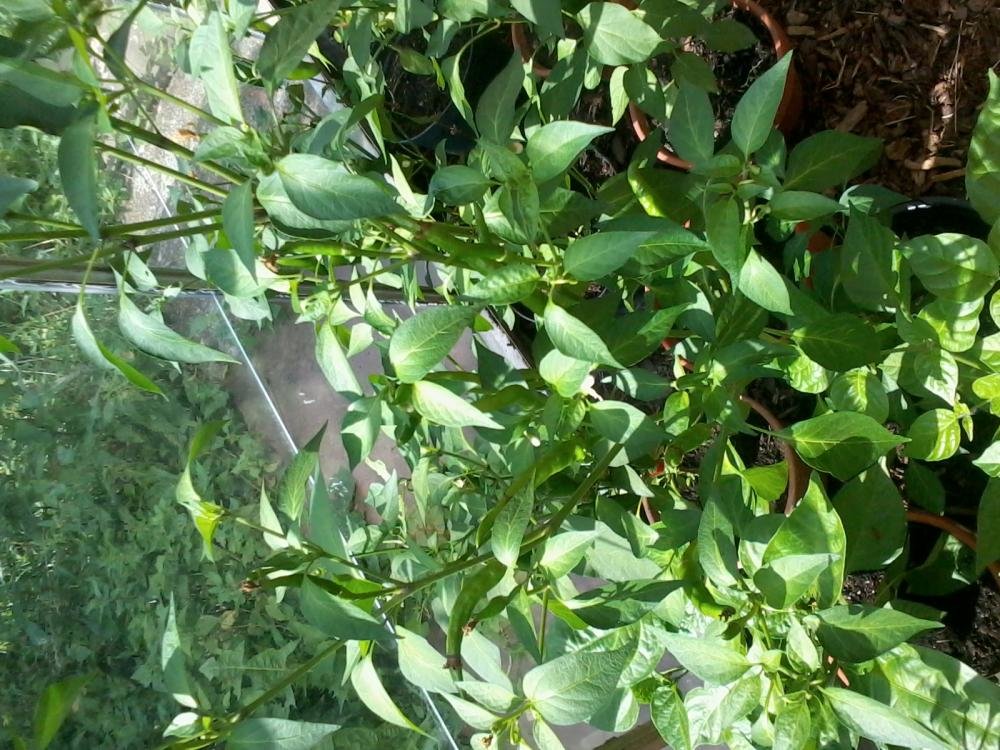 2013-08-04 15.42.41.jpg
