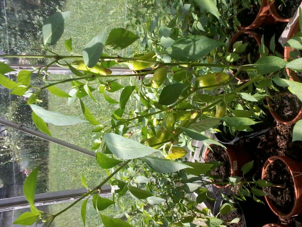 2013-08-04 15.42.52.jpg