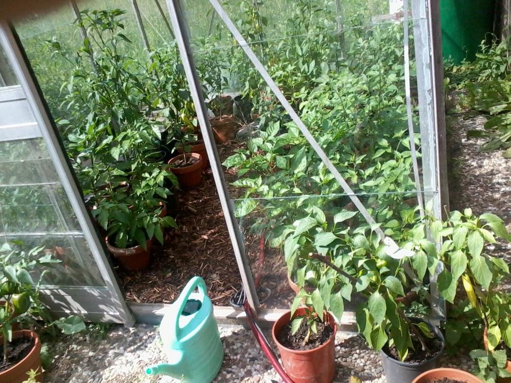 2013-08-04 15.43.31.jpg