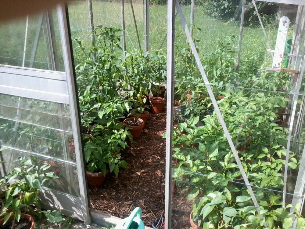 2013-08-04 15.43.39.jpg