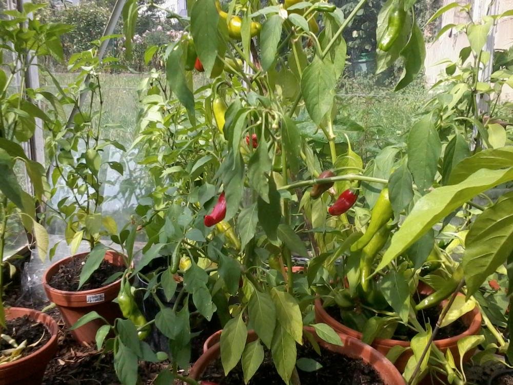 2013-08-29 14.42.20.jpg